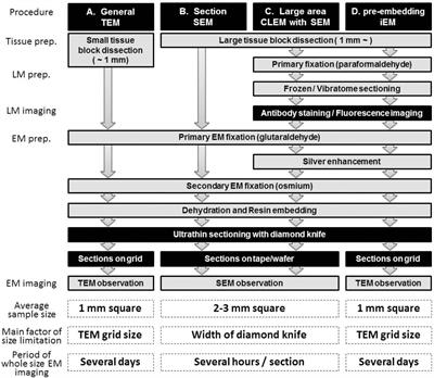 Large-Area Fluorescence and Electron Microscopic Correlative Imaging With Multibeam Scanning Electron Microscopy